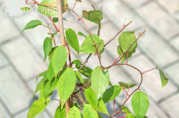 саженцы Актинидия Аргута (острая) Weiki