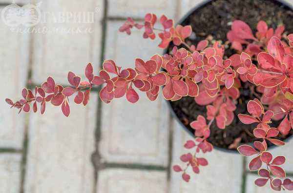 саженцы Барбарис Тунберга Red Carpet