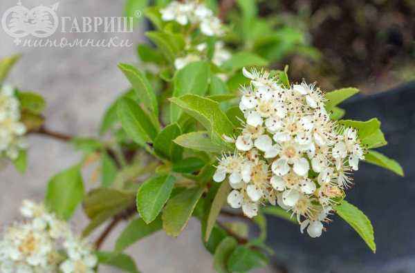 саженцы Пираканта Red Column