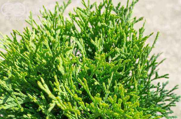 Купить туя западная little giant деревья и растения