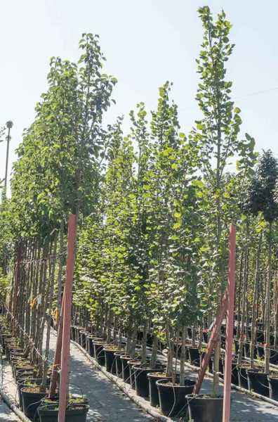 Саженцы липа крупнолистная fastigiata