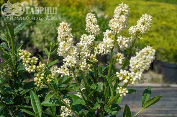 саженцы Бирючина обыкновенная Pyramidale