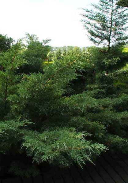 Купить можжевельник виргинский hetz деревья и растения