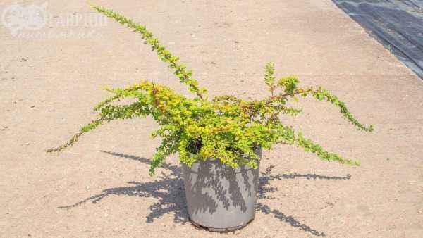 саженцы Барбарис Тунберга Green Carpet