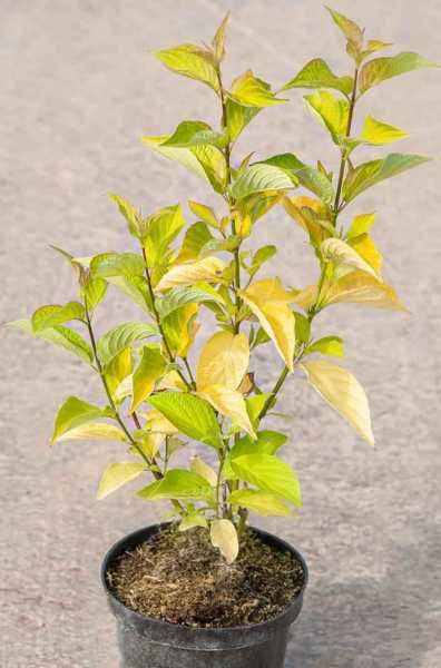 саженцы Дерен белый Aurea