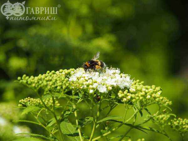 саженцы Спирея японская Albiflora