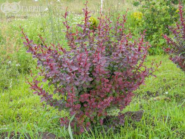 саженцы Барбарис Тунберга Golden Ring