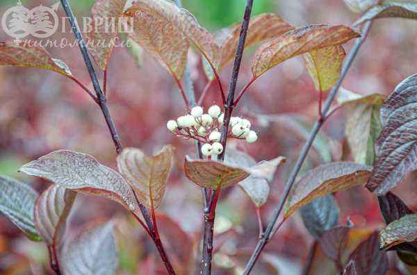саженцы Дерен белый Kesselringii