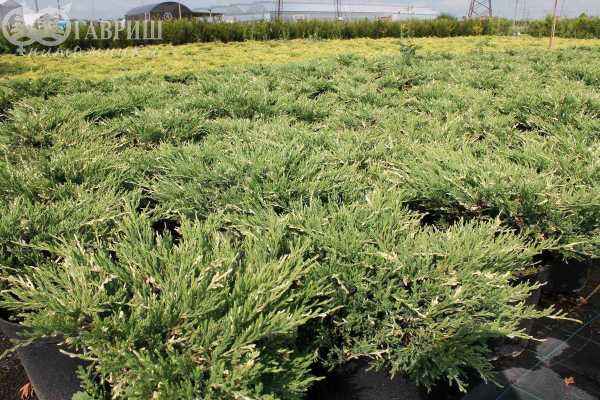 Купить можжевельник горизонтальный andorra variegata деревья и растения