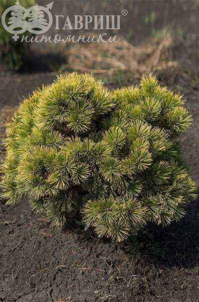 Купить сосна горная carsten деревья и растения