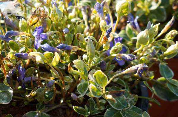 саженцы Барвинок малый Ralph Shugert