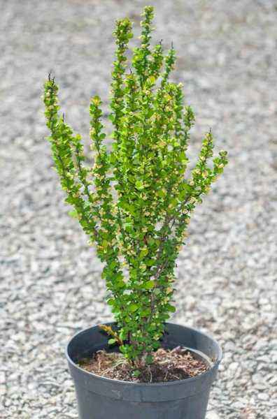 саженцы Барбарис Тунберга Erecta