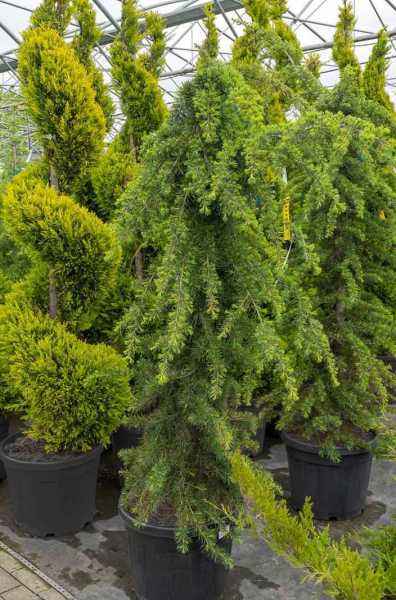 саженцы Кедр деодара Pendula