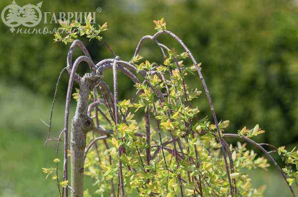 саженцы Ива цельнолистная Pendula