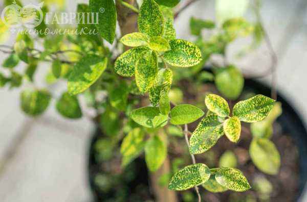 саженцы Жимолость японская Aureoreticulata