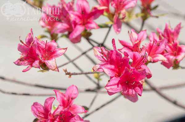 саженцы Азалия японская Kermesina