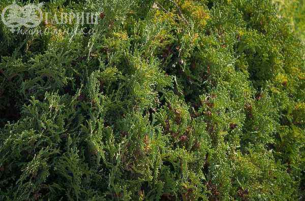 Купить туя западная hoseri деревья и растения