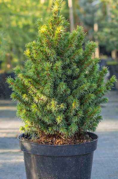 Купить ель канадская alberta globe (globe) деревья и растения