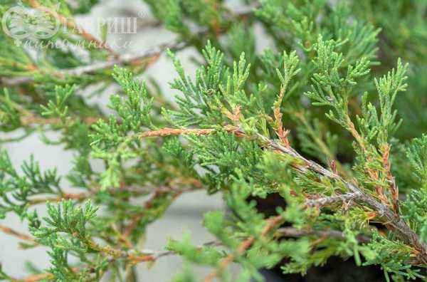 Купить можжевельник горизонтальный andorra compact деревья и растения