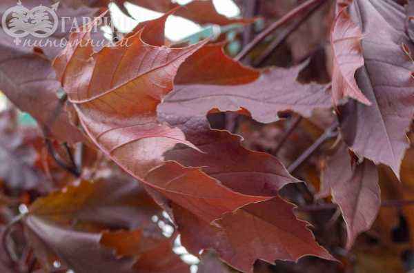 Саженцы клён остролистный royal red