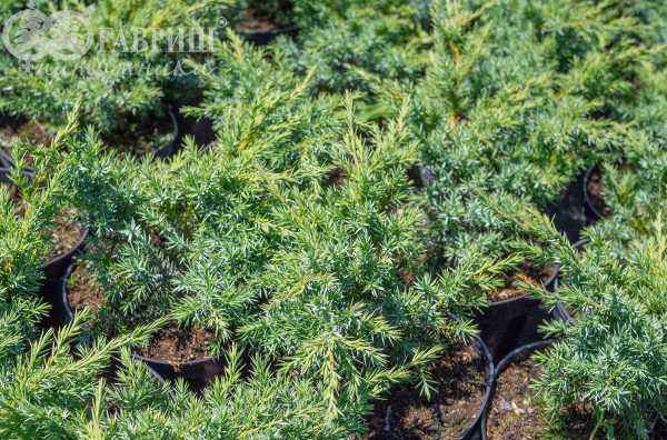 Купить можжевельник чешуйчатый hunnetorp деревья и растения