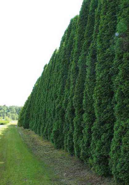 Купить туя западная fastigiata деревья и растения