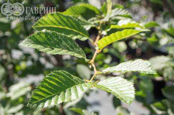 Саженцы граб обыкновенный