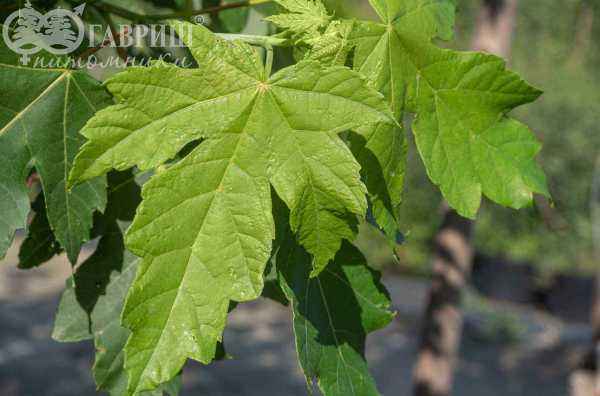 Саженцы клён красный fairview flame