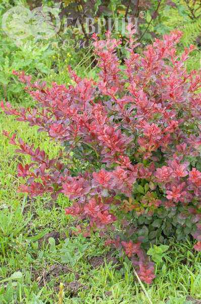 саженцы Барбарис Тунберга Atropurpurea Nana