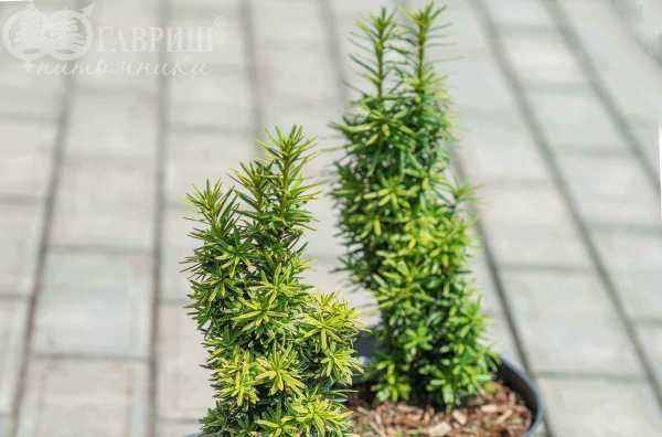 Купить тис ягодный david деревья и растения