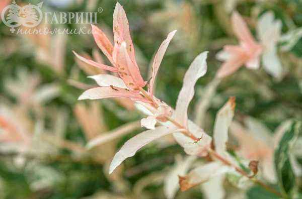 саженцы Ива цельнолистная Hakuro-nishiki (Albovariegata)