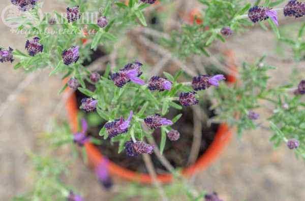 саженцы Лаванда узколистная  Victory