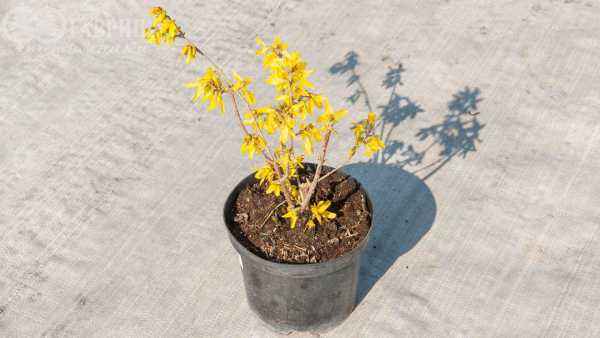 саженцы Форзиция средняя Lynwood