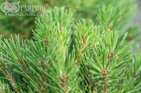 Купить сосна горная mops деревья и растения