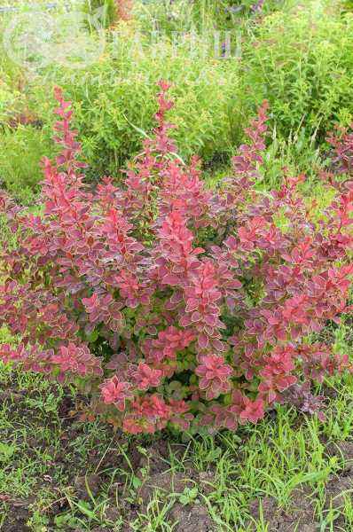 саженцы Барбарис Тунберга Coronita