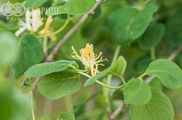 саженцы Жимолость обыкновенная  (лесная, настоящая)