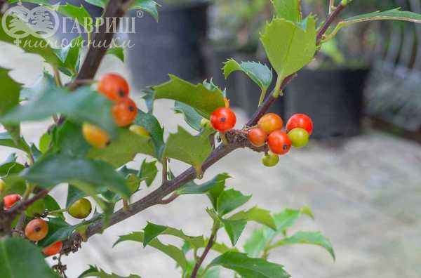 саженцы Падуб Мезерва Blue Girl