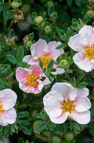 саженцы Лапчатка кустарниковая Princess