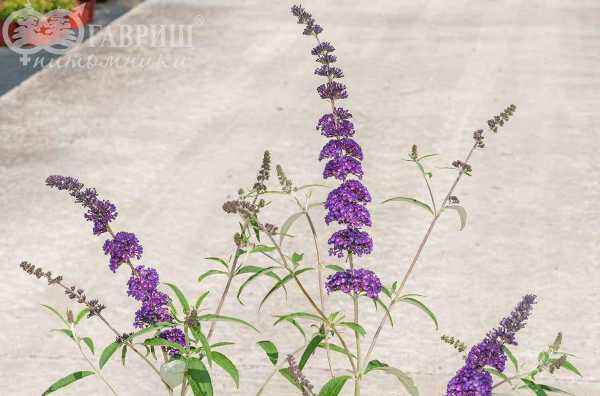 саженцы Буддлея Давида Black Knight