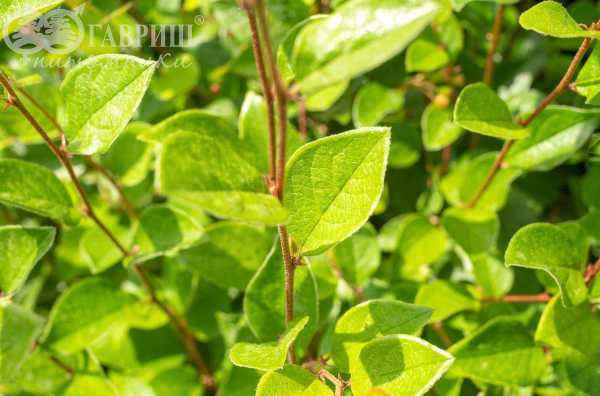 саженцы Кизильник блестящий