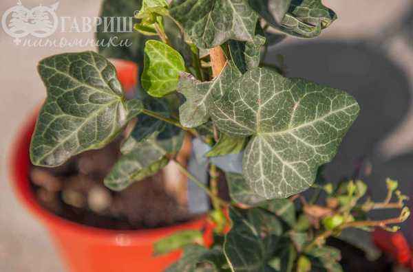 саженцы Плющ обыкновенный