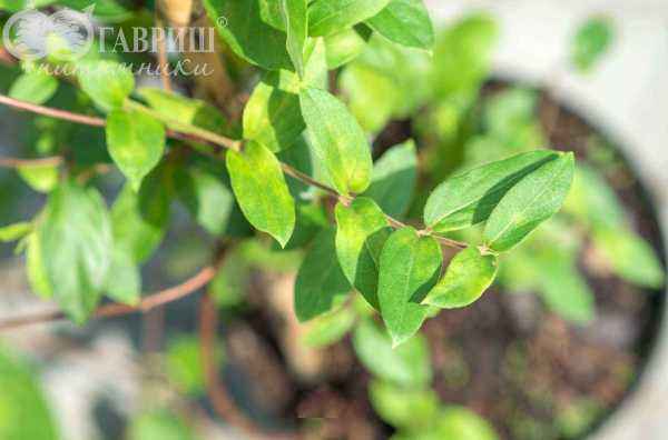 саженцы Жимолость японская American Beauty