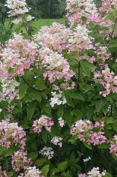 саженцы Гортензия метельчатая Pink Diamond