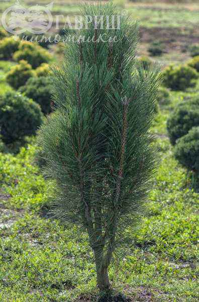 Купить сосна черная green tower деревья и растения