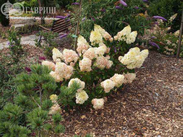 саженцы Гортензия метельчатая Silver Dollar