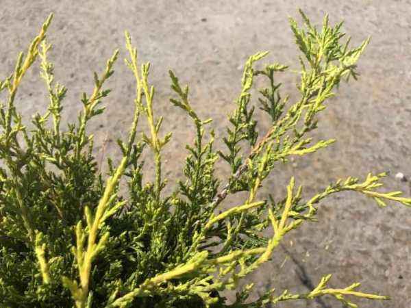 Купить можжевельник средний old gold деревья и растения