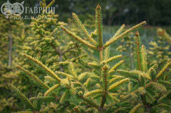 Купить ель восточная aureospicata деревья и растения