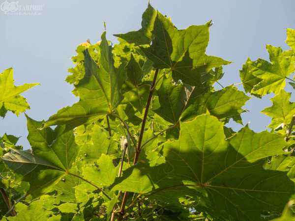 Саженцы клён остролистный