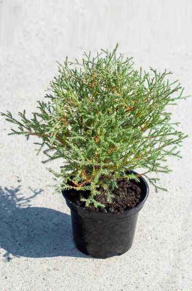 Купить туя западная mr.bowling ball деревья и растения