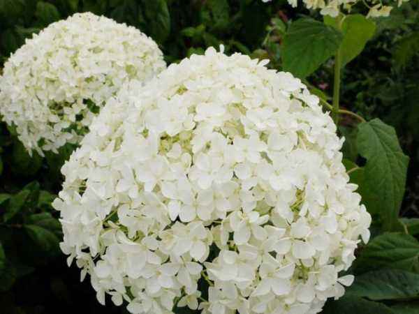 саженцы Гортензия древовидная Sterilis